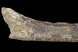 Fossil Hadrosaur (Kritosaurus) Femur - Aguja Formation, Texas #76726-2